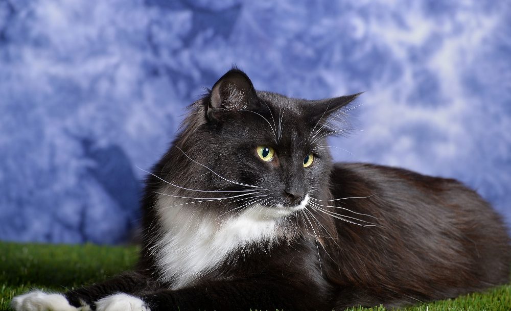 Norský lesní kocour s PP ke krytí