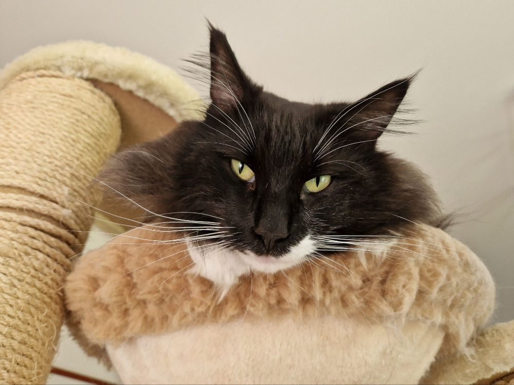 Norský lesní kocour s PP ke krytí