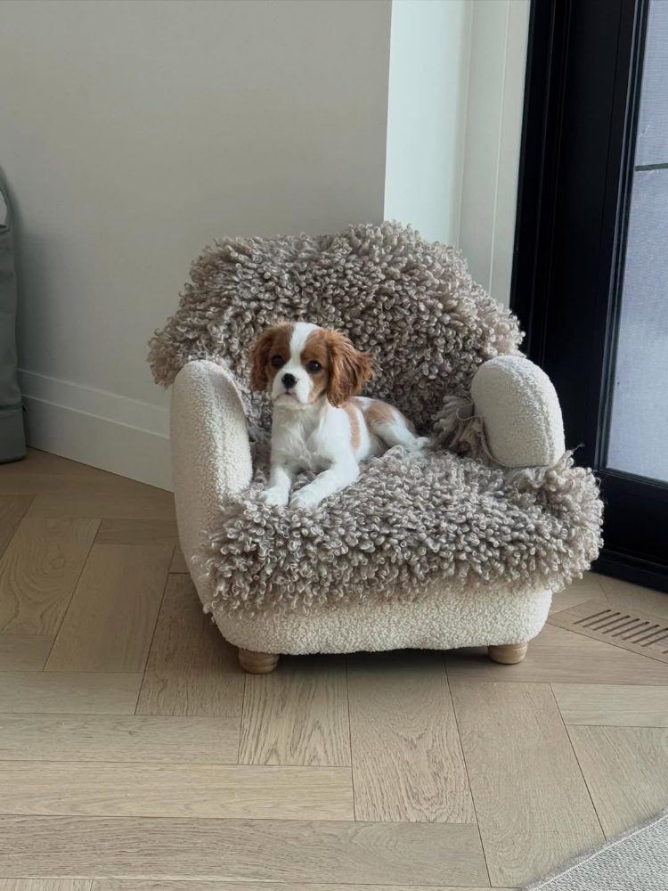 Kavalír King Charles španěl fenka