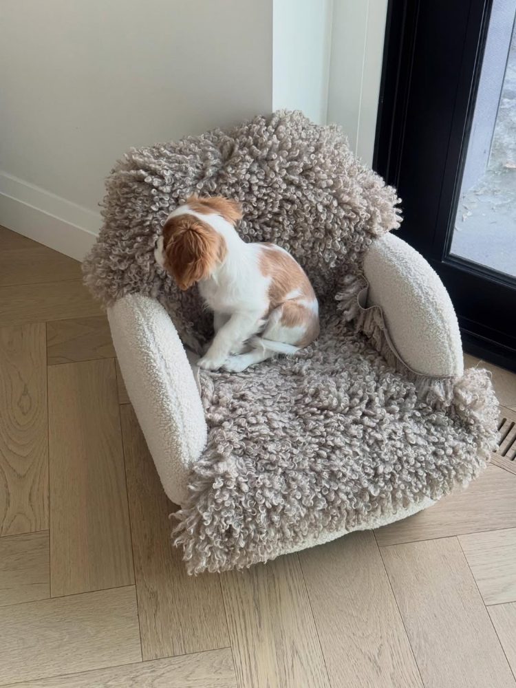 Kavalír King Charles španěl fenka Kavalír King Charles španěl fenka