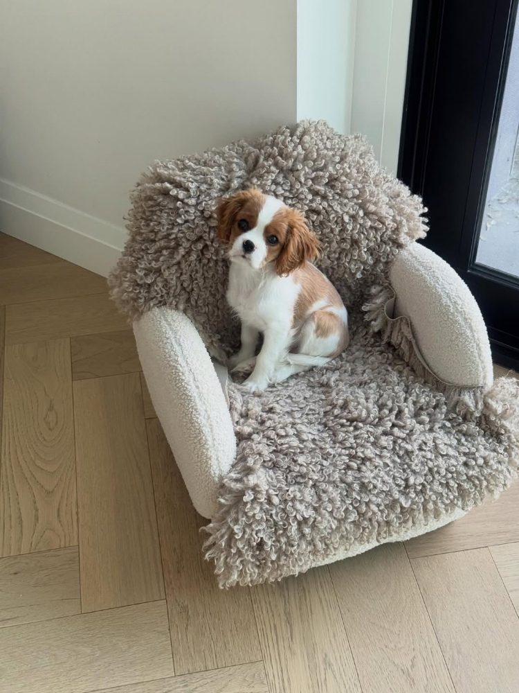 Kavalír King Charles španěl fenka Kavalír King Charles španěl fenka