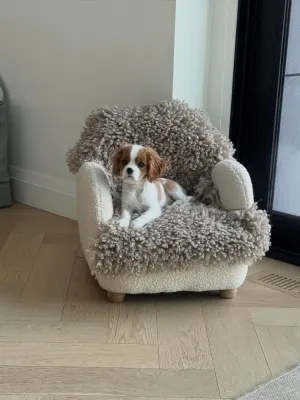 Kavalír King Charles španěl fenka