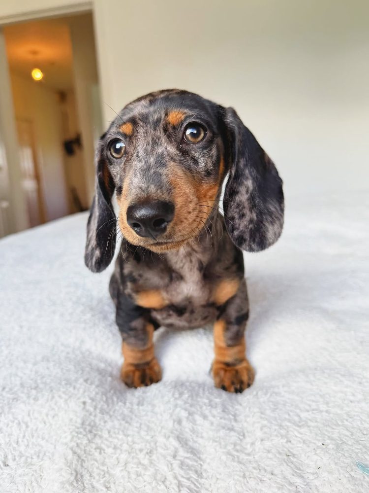 Merle Jezevčík hladkosrstý trpasličí s PP