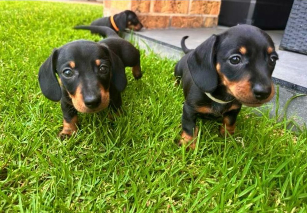 Jezevčík hladkosrstý trpasličí štenátka