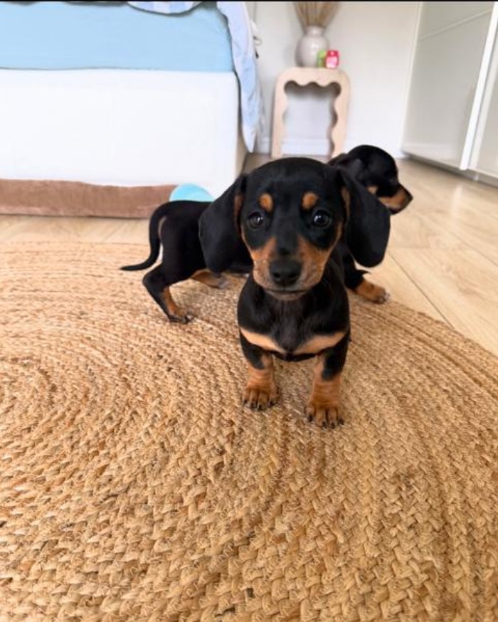 Jezevčík hladkosrstý trpasličí štenátka