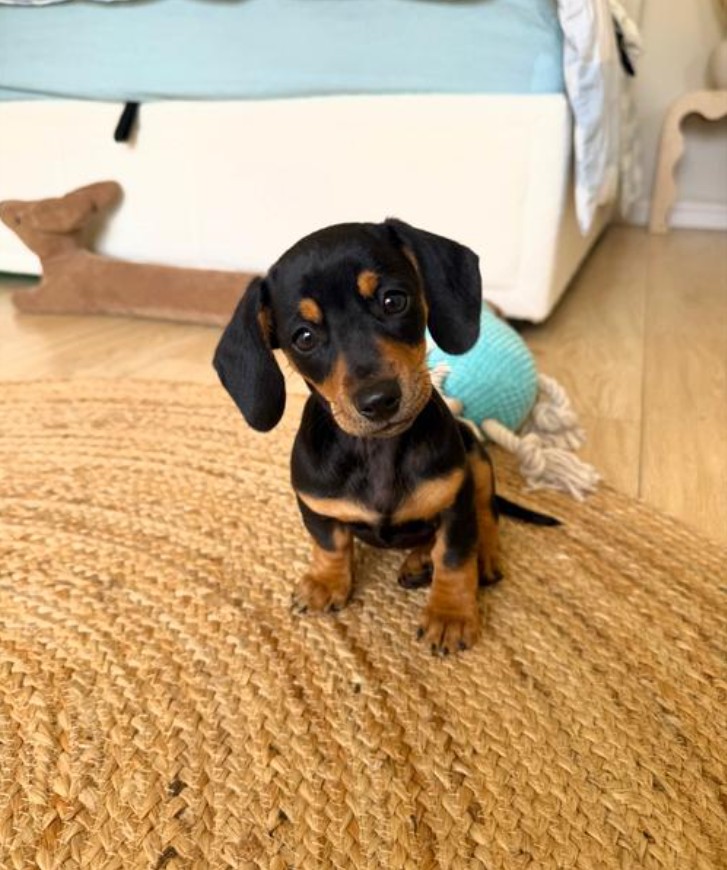 Jezevčík hladkosrstý trpasličí štenátka