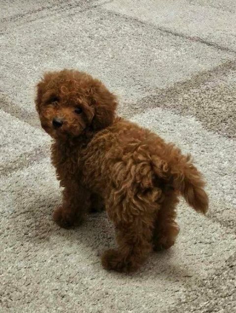 Štěňata toy pudla