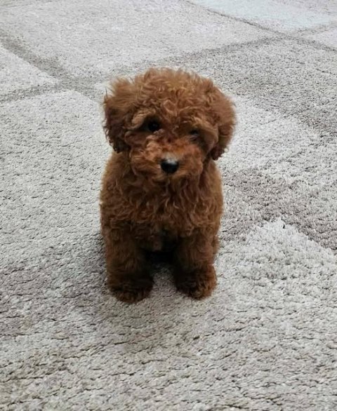 Štěňata toy pudla