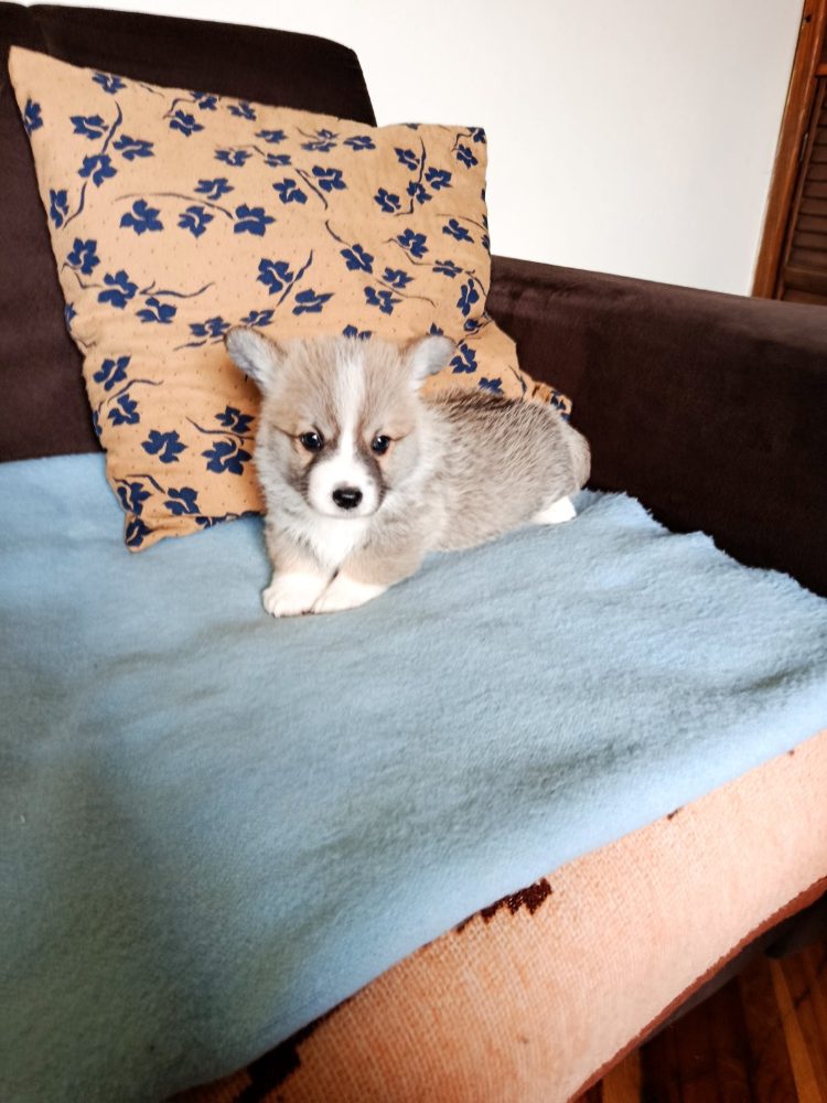 Corgi - puppies for sale