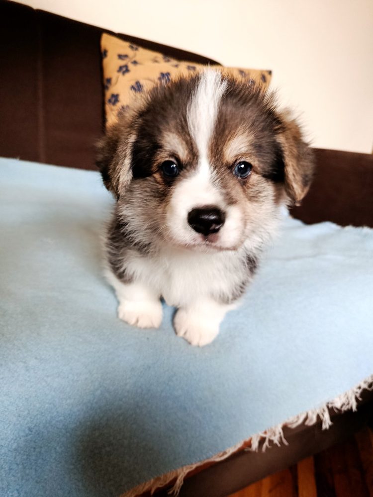 Corgi - puppies for sale