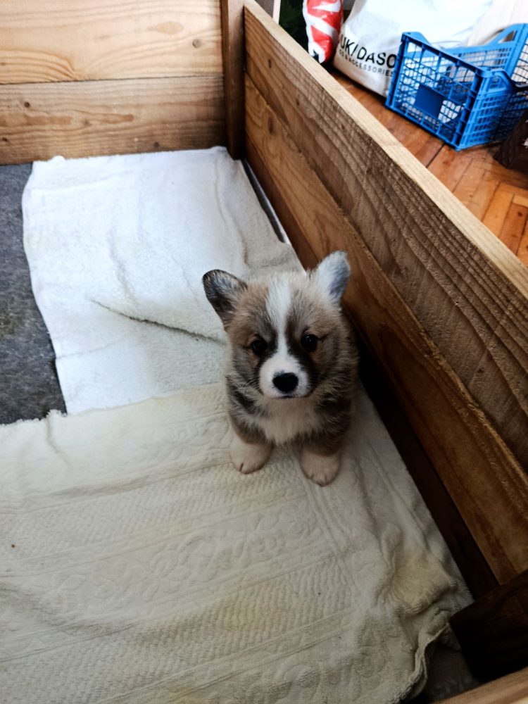 Corgi - puppies for sale