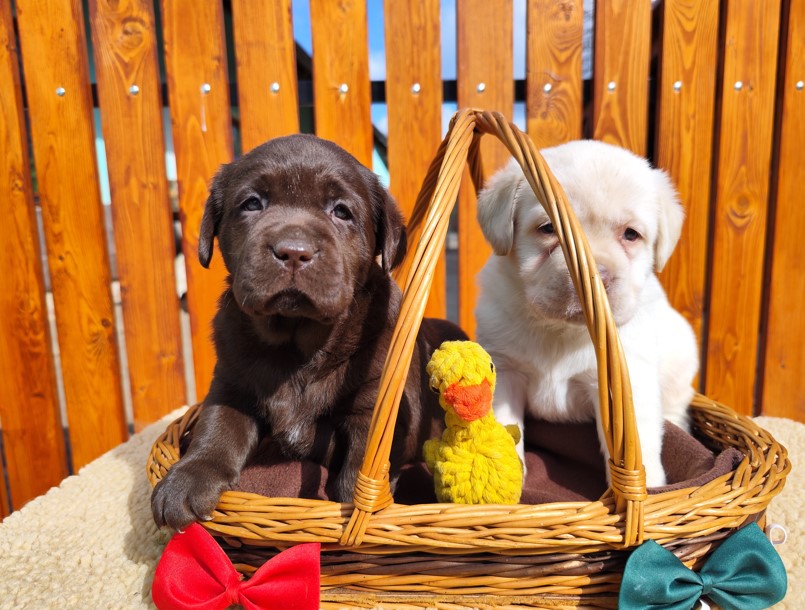 Nabídka štěňat labradorského retrievera