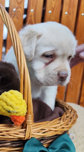 Nabídka štěňat labradorského retrievera