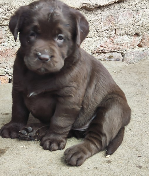 Nabídka štěňat labradorského retrievera
