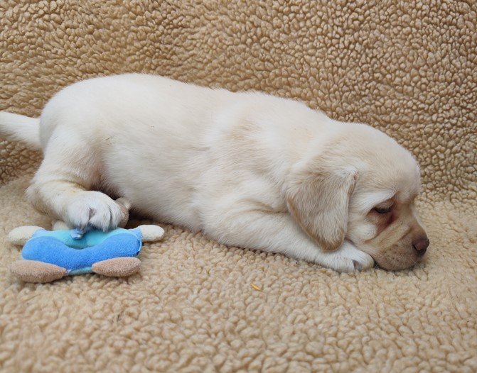 Nabídka štěňat labradorského retrievera