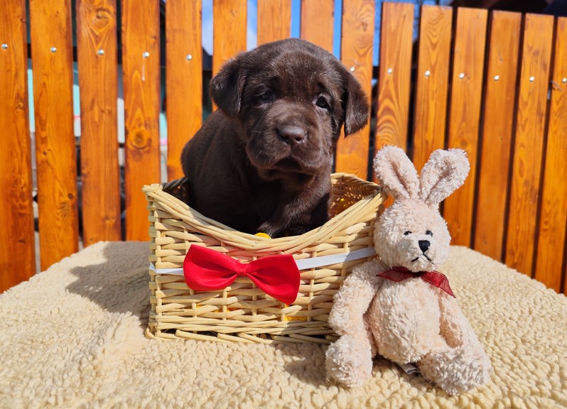 Nabídka štěňat labradorského retrievera