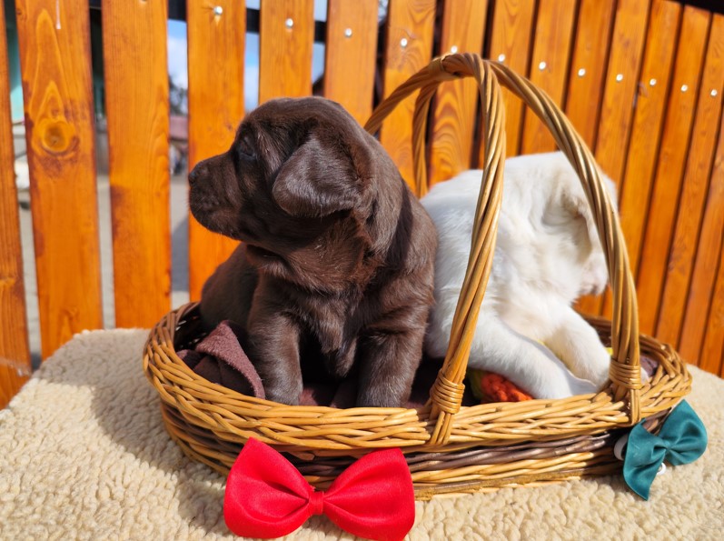 Nabídka štěňat labradorského retrievera