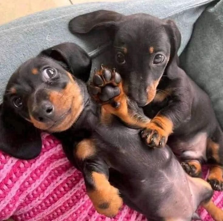 Prodám nádherná štěňátka jezevčíků.