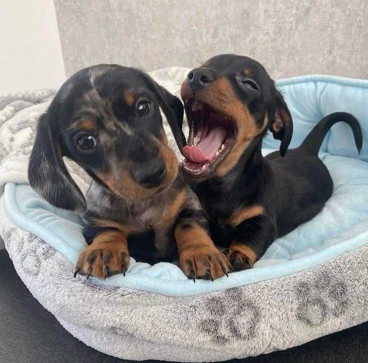 Prodám nádherná štěňátka jezevčíků.