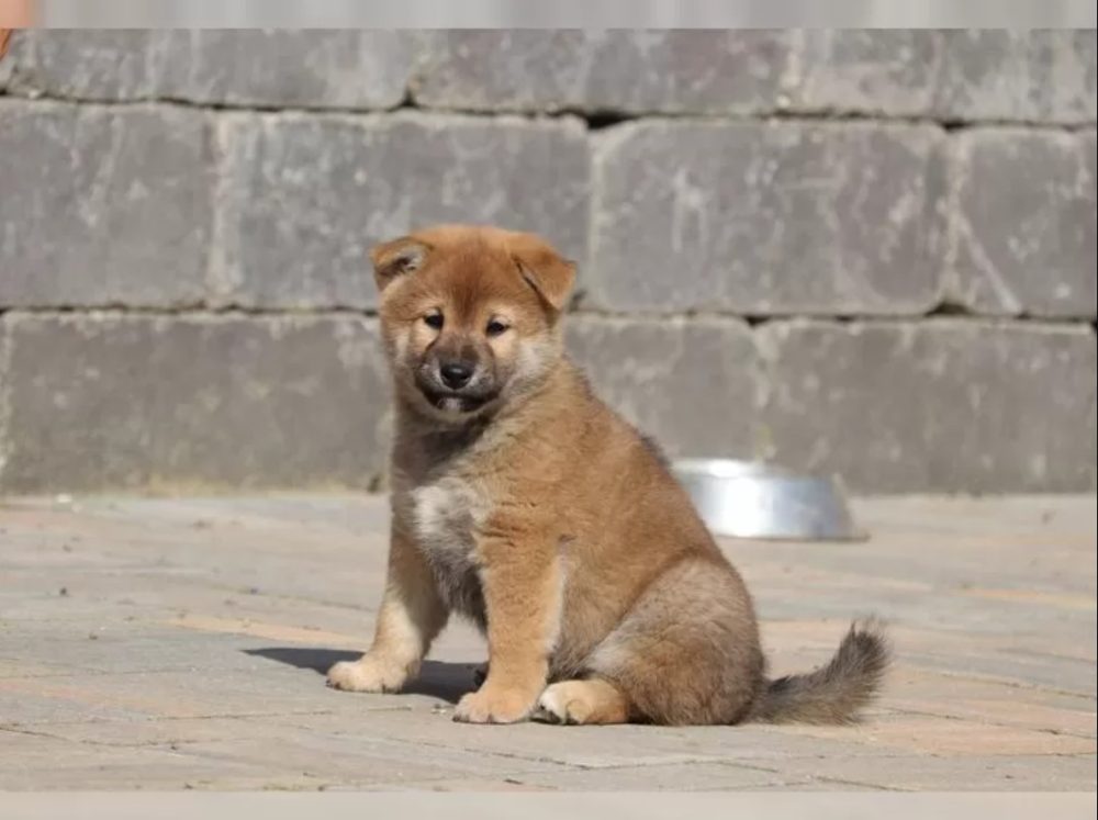 Shiba inu štěňátko s průkazem původu