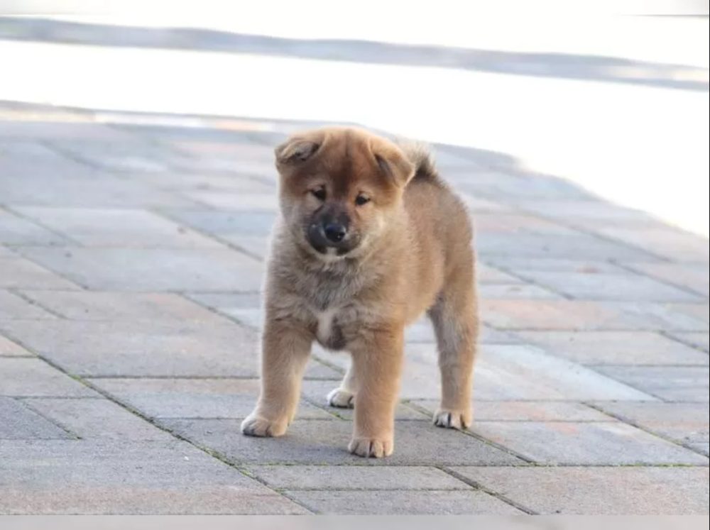Shiba inu štěňátko s průkazem původu