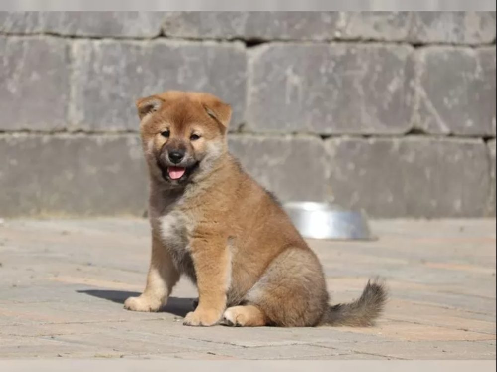 Shiba inu štěňátko s průkazem původu
