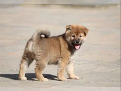 Shiba inu štěňátko s průkazem původu