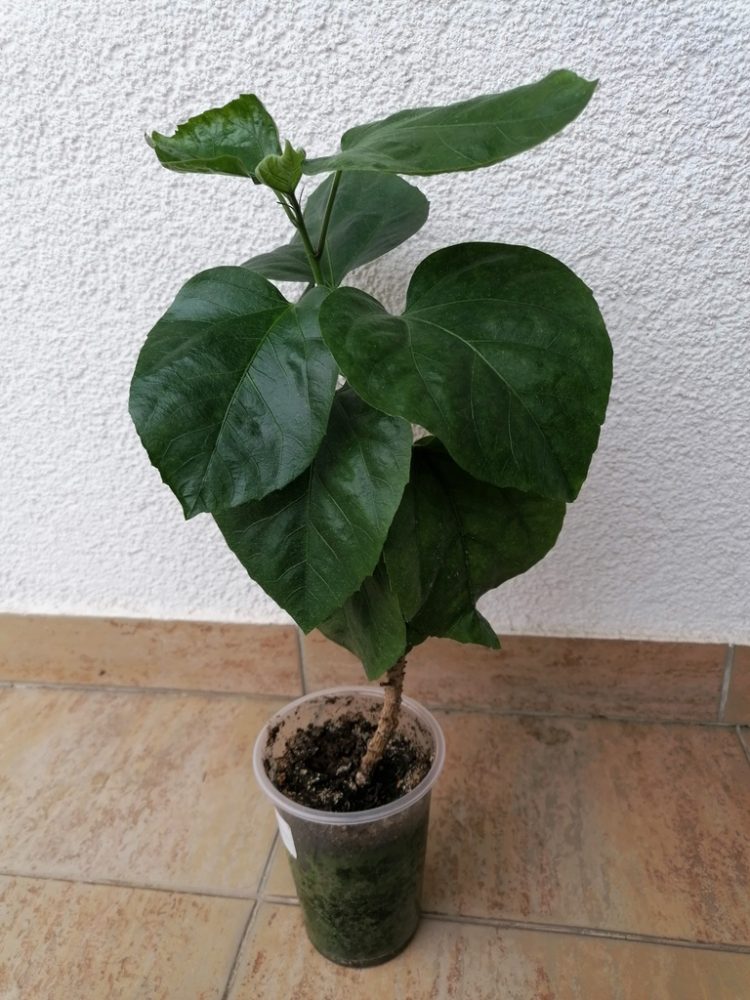 Tropický ibišek Masked Bandit