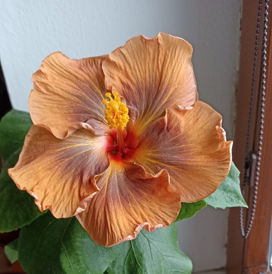 Tropický ibišek Masked Bandit