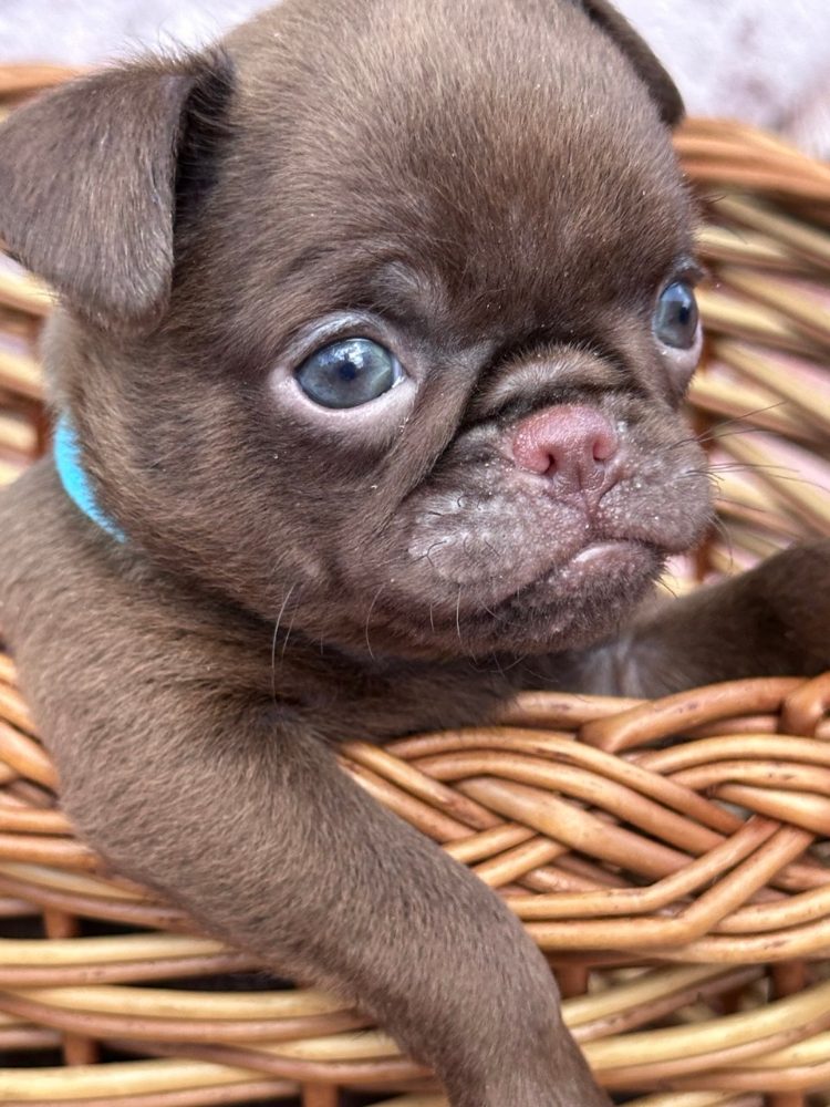 Chocolate Petit brabancon ( smooth Griffon)