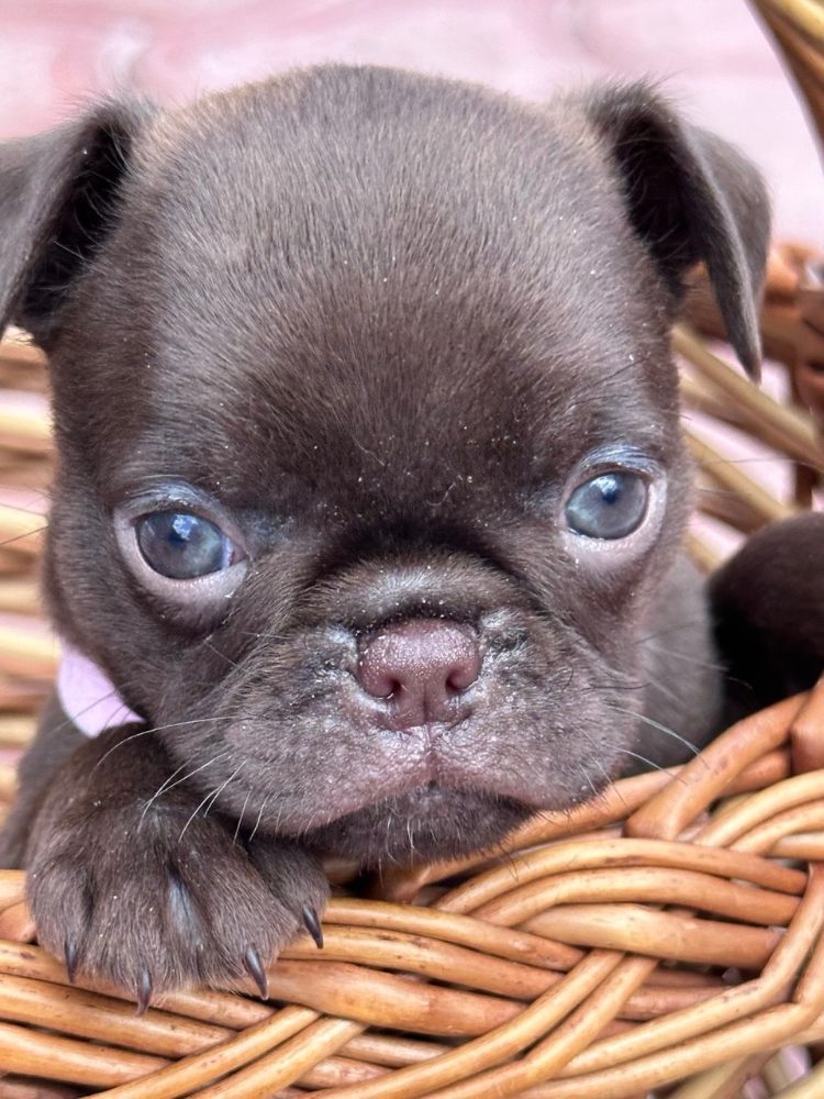 Chocolate Petit brabancon ( smooth Griffon)