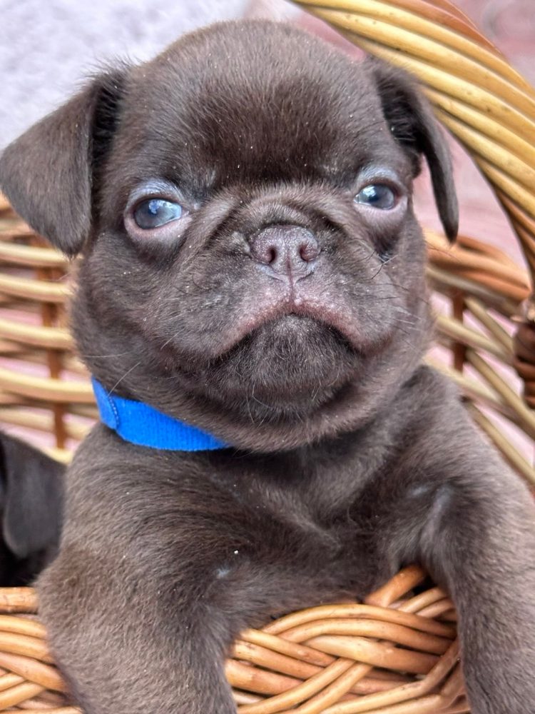 Chocolate Petit brabancon ( smooth Griffon)