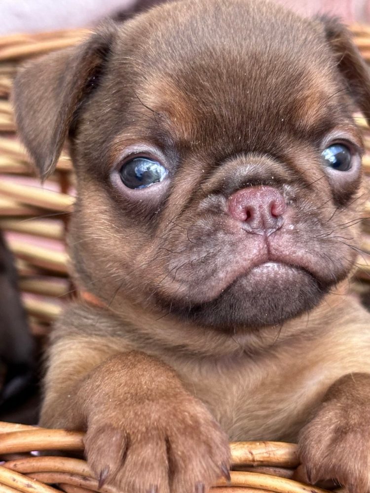 Chocolate Petit brabancon ( smooth Griffon)