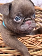 Chocolate Petit brabancon ( smooth Griffon)
