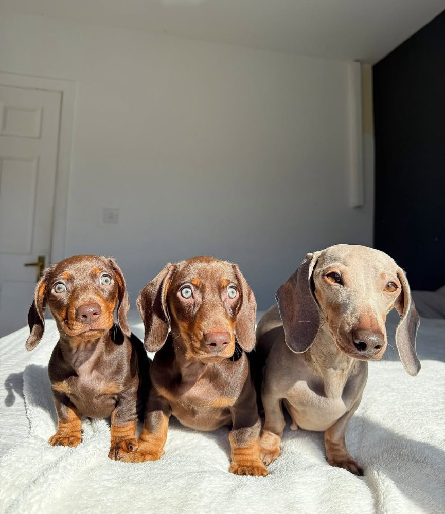 Jezevčík hladkosrstý trpasličí štěňátka