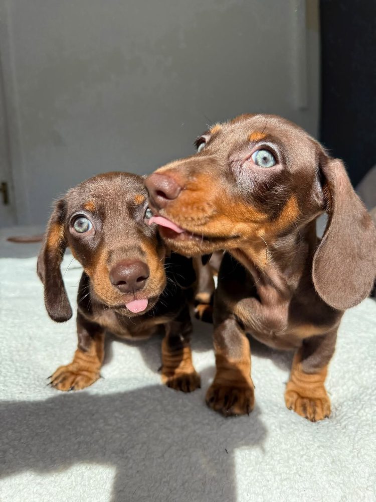 Jezevčík hladkosrstý trpasličí štěňátka