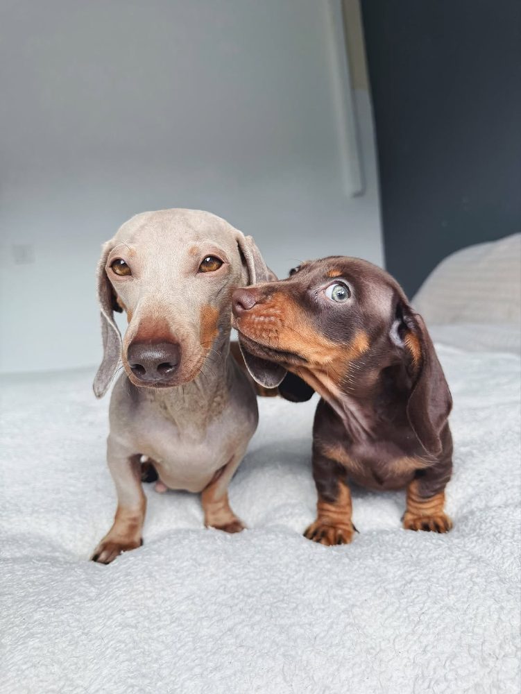 Jezevčík hladkosrstý trpasličí štěňátka