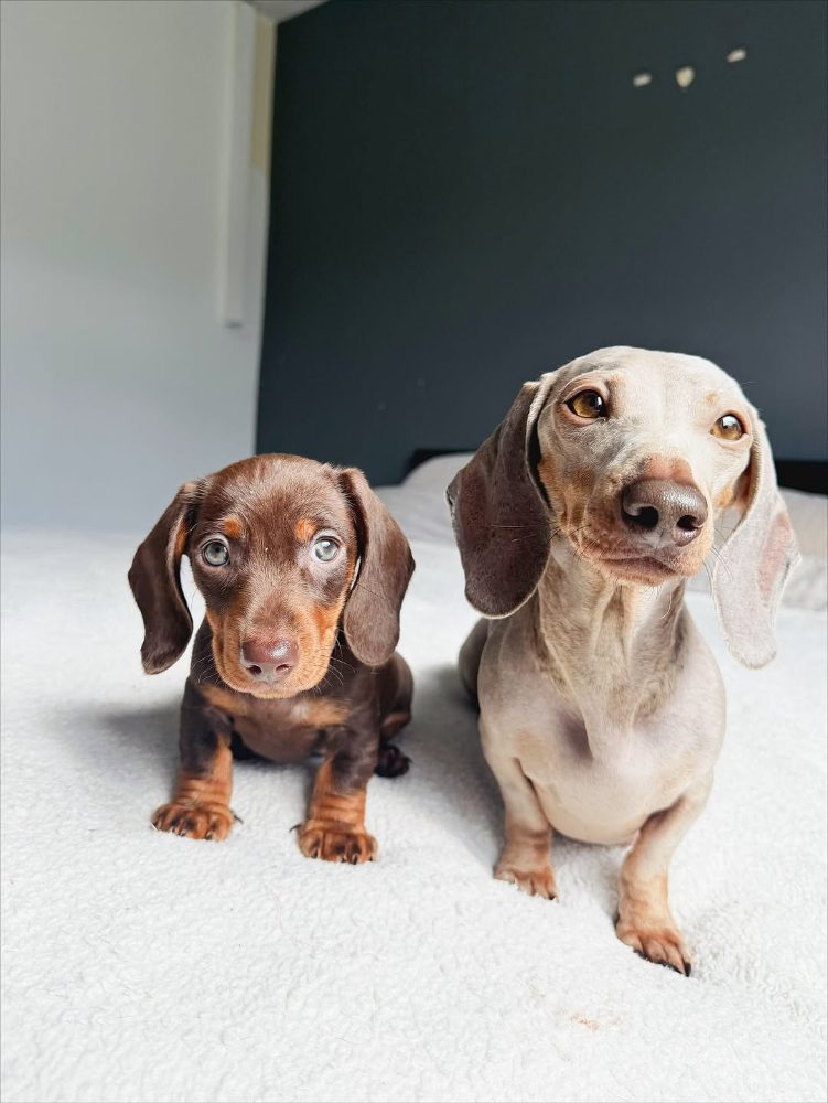 Jezevčík hladkosrstý trpasličí štěňátka