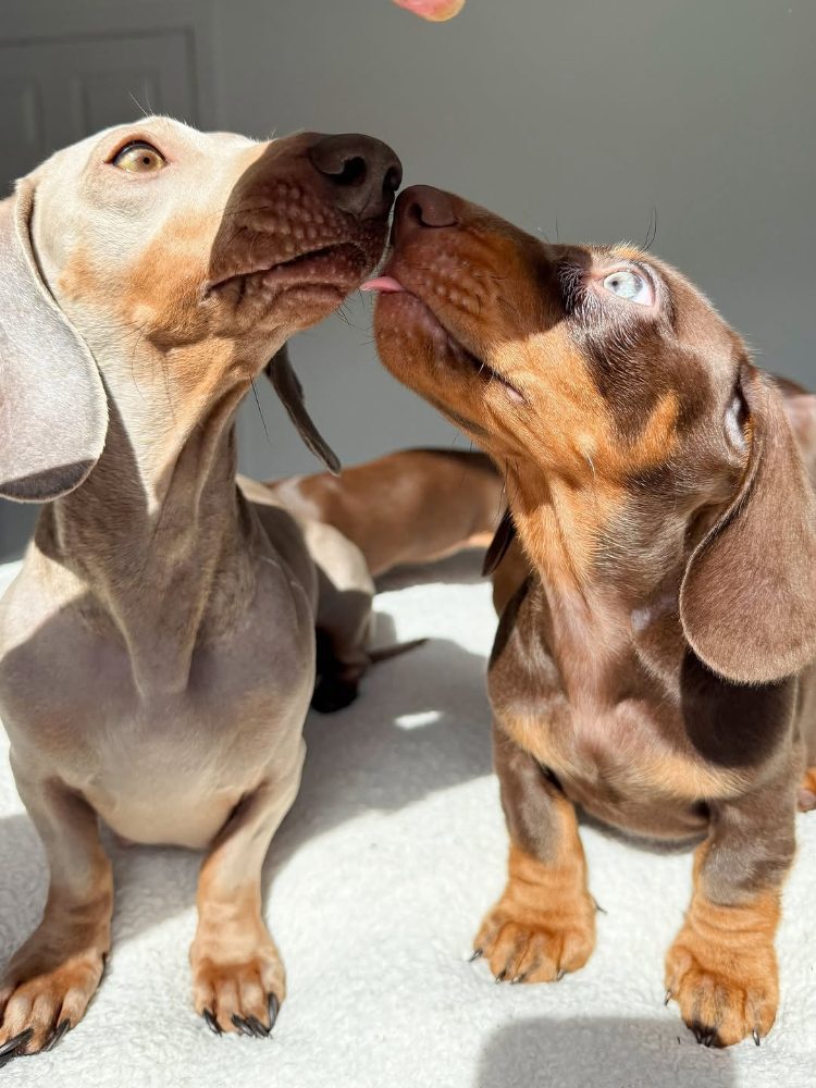 Jezevčík hladkosrstý trpasličí štěňátka