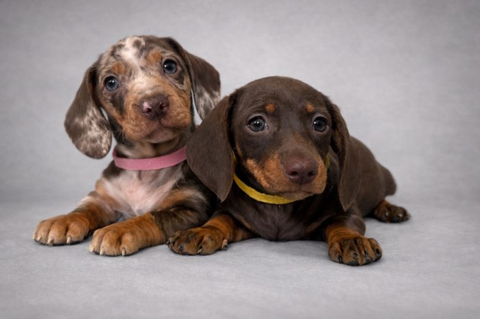 Prodám nádherná štěňátka jezevčíků.