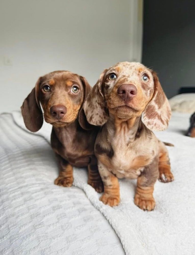 Jezevčík Štěňata