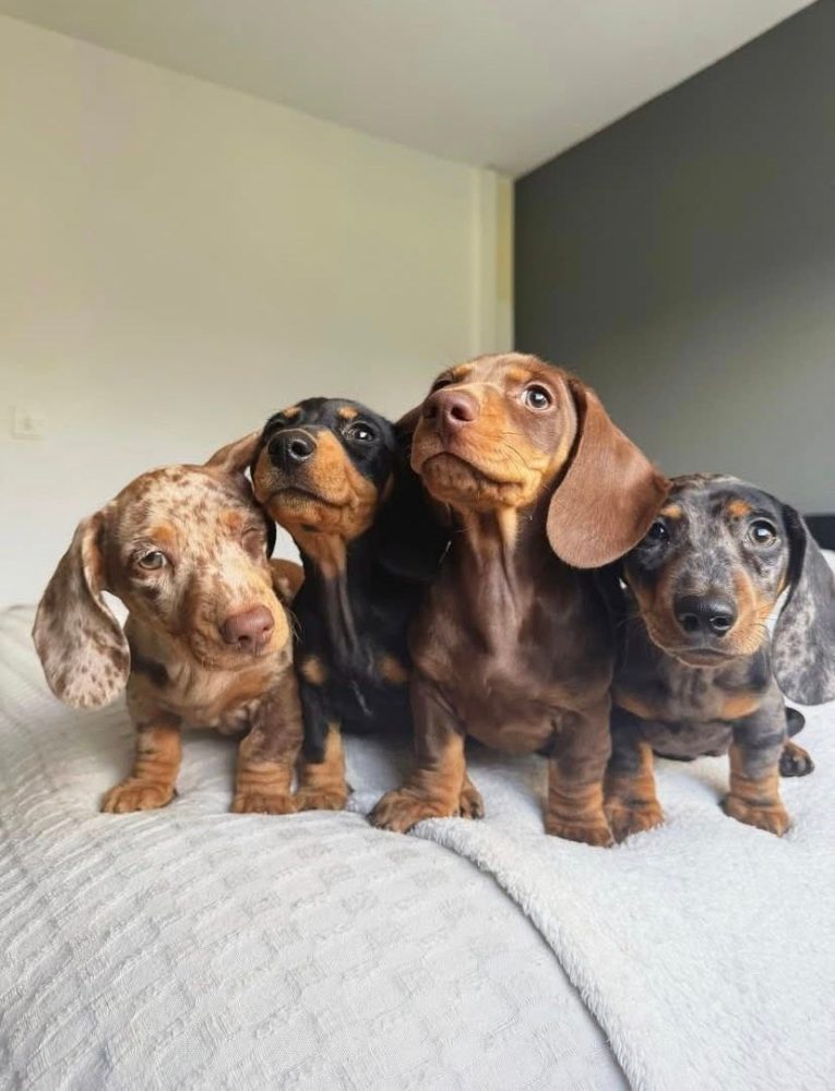 Jezevčík Štěňata