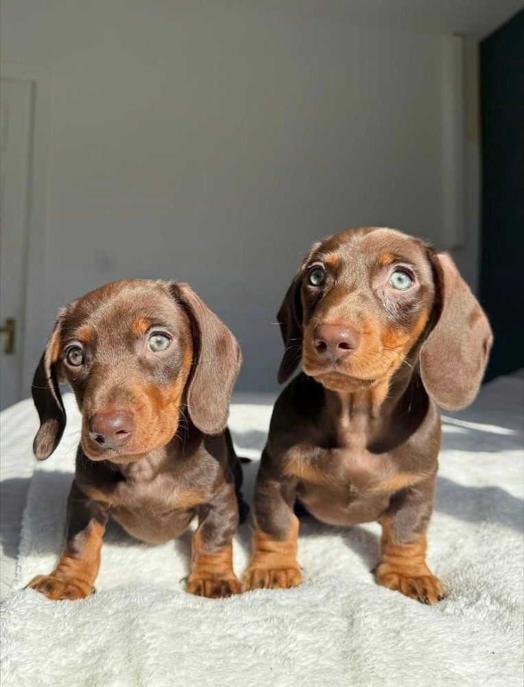 Jezevčík Štěňata