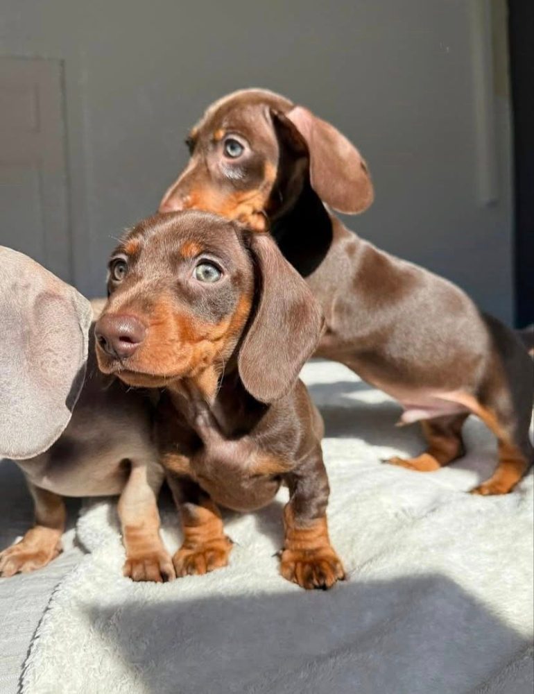 Jezevčík Štěňata