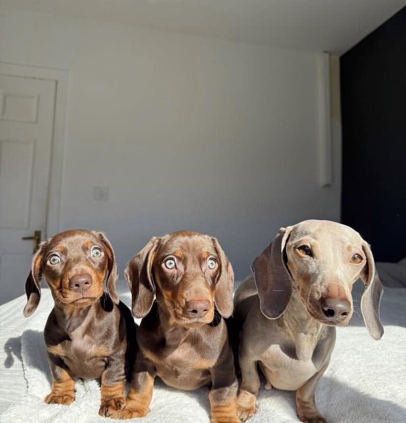 Jezevčík Štěňata