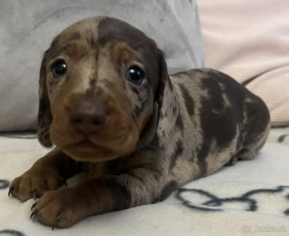 Jezevčík trpasličí