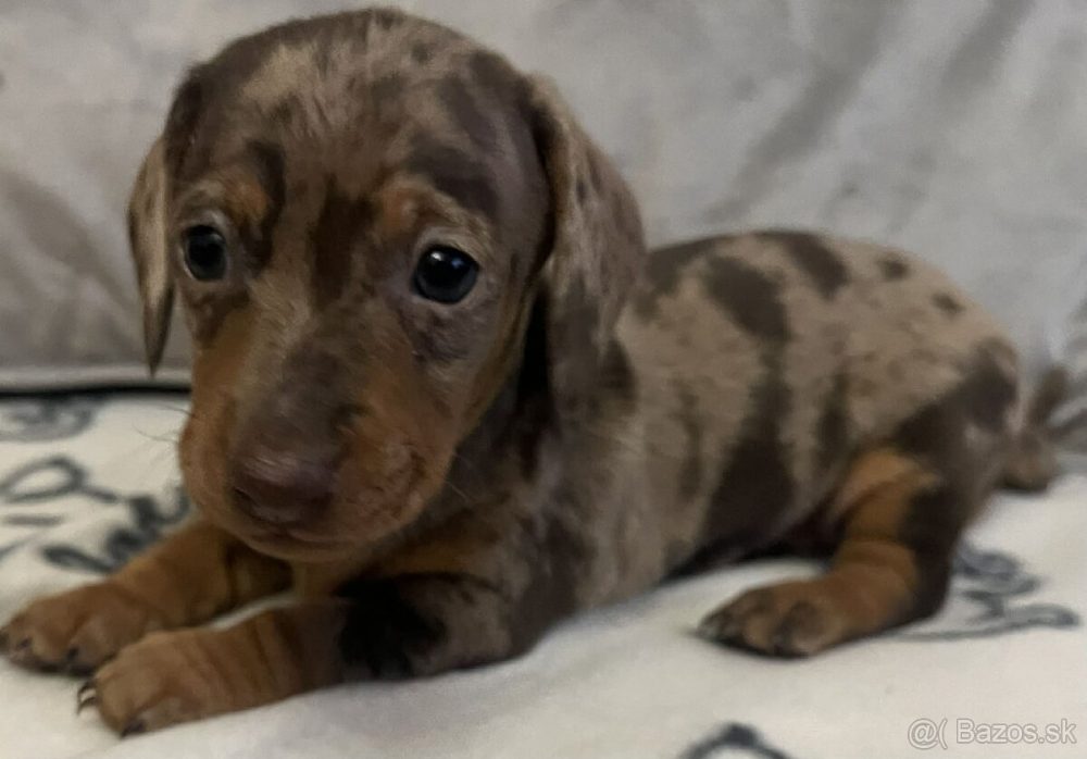 Jezevčík trpasličí