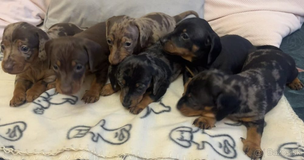 Jezevčík trpasličí