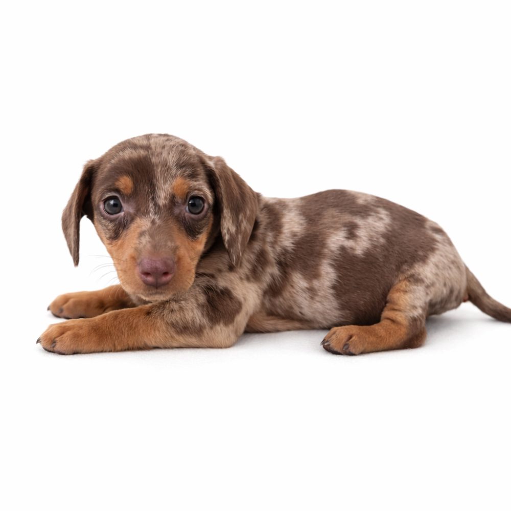 Jezevčík trpasličí