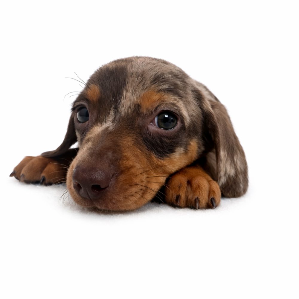 Jezevčík trpasličí